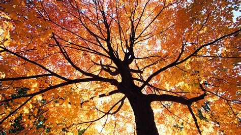 Beautiful Autumn Trees Wallpapersrefreshrose