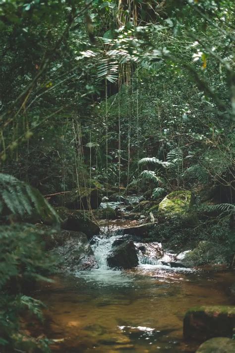 Tropical Rainforest Vs Deciduous Forest Difference And Comparison