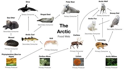 Build A Food Web Arctic Ocean Food Web Arctic Ocean A