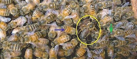 Regardless Of Origin Bees Understand Booty Shaking Wired