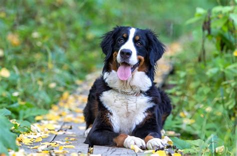 Bernese Mountain Dog Rescue Saving Lives And Finding Forever Homes