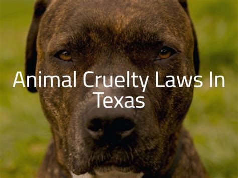 Is Animal Cruelty Illegal In Texas Locos Law 2023