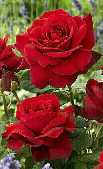 Pin By Galal Ahmad On Roses Beautiful Rose Flowers Rose Flower