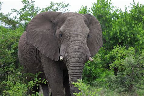 Big 5 Elephant Hluhluweimfolozi Park South Africa Dec Flickr