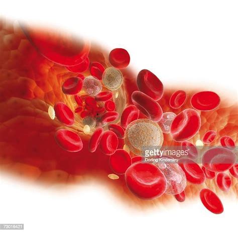 Red White Blood Cells Platelets Stock Grafiken Clipart Cartoons Und