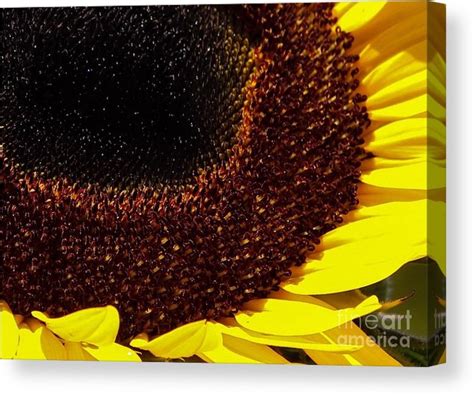 Sunflower Head Macro Canvas Print Canvas Art By Leslie Gatson Mudd