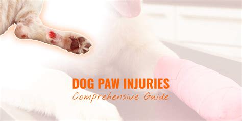 How To Treat A Sprained Paw On Dog