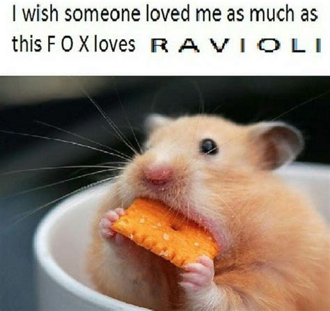 I Wish Someone Loved Me As Much As This Fox Loves Ravioli Hamsters Know Your Meme