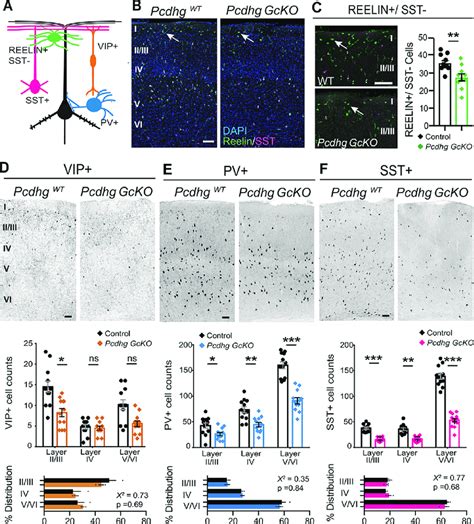 Cardinal Classes Of Cortical Gabaergic Interneurons Are Reduced In