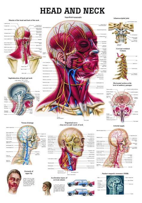 Head And Neck Posterversion 2 Clinical Charts And Supplies