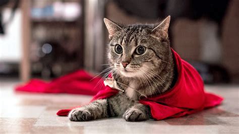 Super Hero Cat Animal Funny Cat 4k Freshwidewallpapers