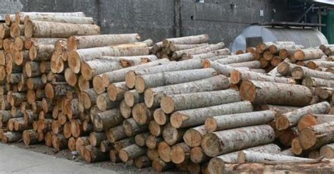 Dibandingkan dengan jenis kayu yang lain, kayu balok memiliki ukuran yang lebih tebal. Kayu Apa Saja Yang Termasuk Jenis Kayu Solid - Singa Jati ...