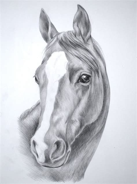 Drawing Images Of Horses Heads Pin On Horse Anatomy