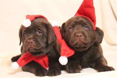 Merry Christmas Chocolate Lab Puppies Lab Puppies Chocolate Lab