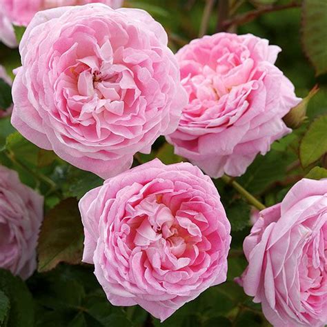 Winter Rose Protection Better Homes And Gardens