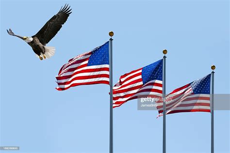 Bald Eagle Flying Past Three American Flags High Res Stock Photo