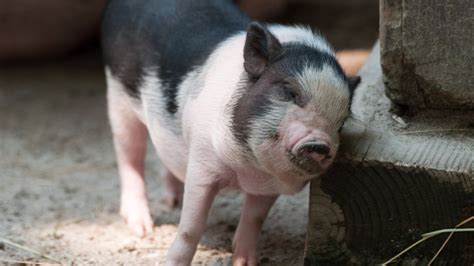 Beijing Scientists Have Engineered A Reduced Fat Pig With 24 Per Cent