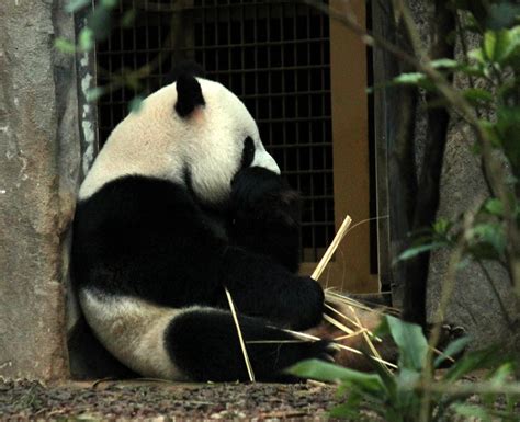 Giant Panda Sitting And Eating Free Stock Photo Public Domain Pictures