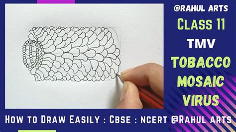 How To Draw Tobacco Mosaic Virus Tmv Easily Step By Step Cbse