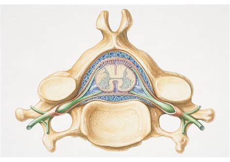 Spinal Column Diagram Unlabeled
