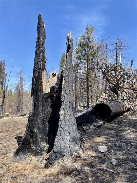 Burned Tree Wildfire Forest View Stock Image Image Of Geology Winema