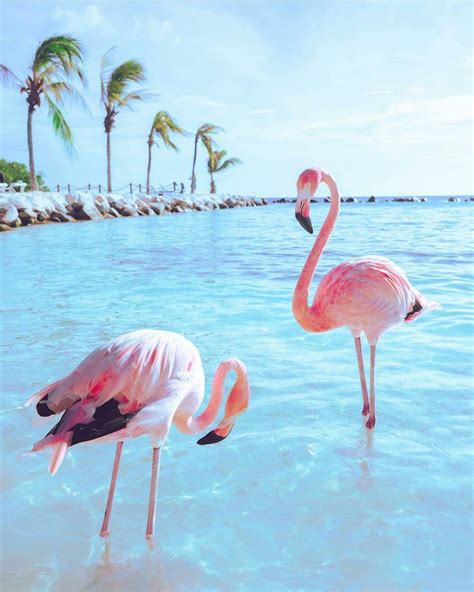 Pin By Isabella Ayala On Sum Sum Summertime Flamingo Pictures Bird