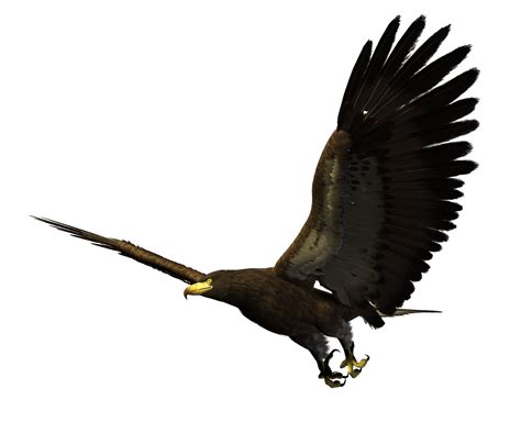 Bald Eagle Bird Flight Hawk Flying Eagles Png Download 14811200