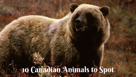 10 Animals You Will Find In Canada Wildlife In Canada