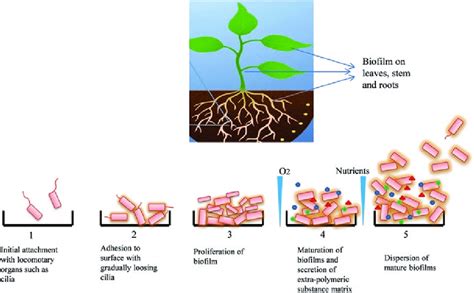 Systematic Representation Of Different Stages Of Biofilm Formation