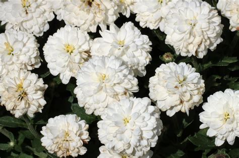 White Chrysanthemums Free Stock Photo Public Domain Pictures