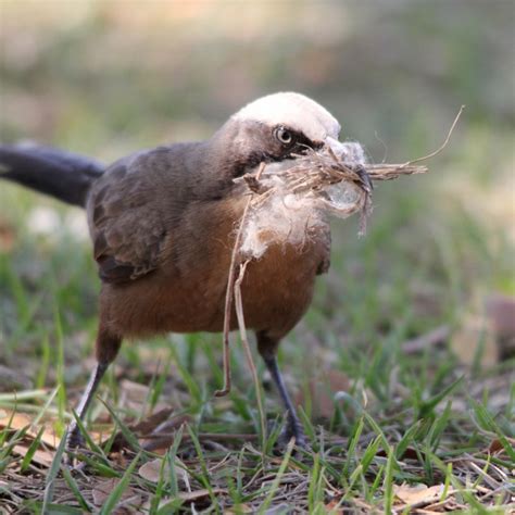 Petes Flap Birding Aus Birds Of Katherine Town