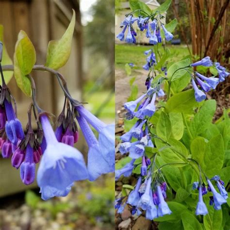 Virginia Bluebells Outdoor Gardens Gardening Necklace Lawn And