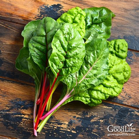 How To Cook Bright Lights Swiss Chard Shelly Lighting