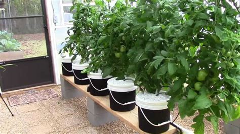 Greenhouse Tomato Pruning Pollination Stringing Lowering And Leaning
