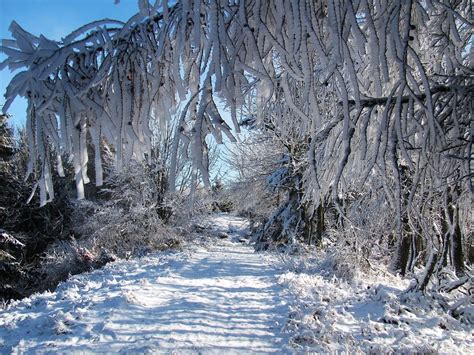 Winter Forest Snowy Branches Landscape Free Image Download