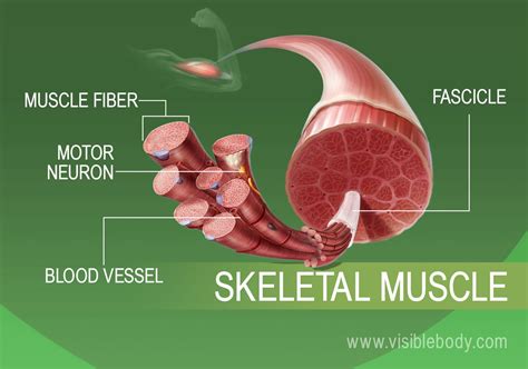 Skeletal Muscle Anatomy Diagram