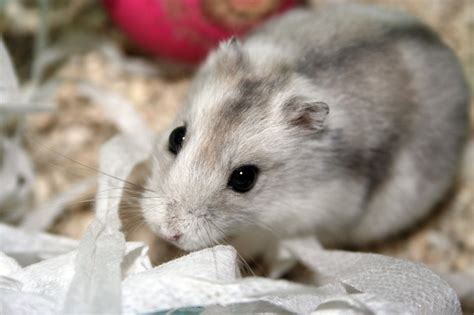 Nibbles The Russian Dwarf Hamster 햄스터 웃긴 사진