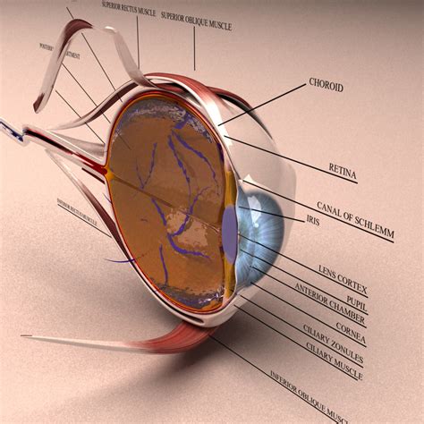 3d Model Human Eye Section