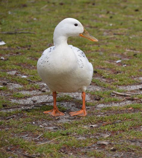 Ducks 2 Free Stock Photo Public Domain Pictures