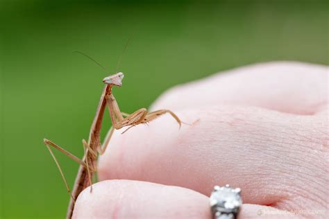 What does a praying mantis eat? Praying Mantis Babies - Johnathan Cseh Photography