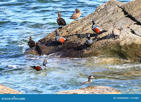 Harlequin Ducks Histrionicus Histrionicus Sitting On Coastal Rocks And
