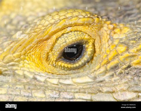 Eye Of Starred Agama Or Painted Dragon Lizard Stellagama Laudakia