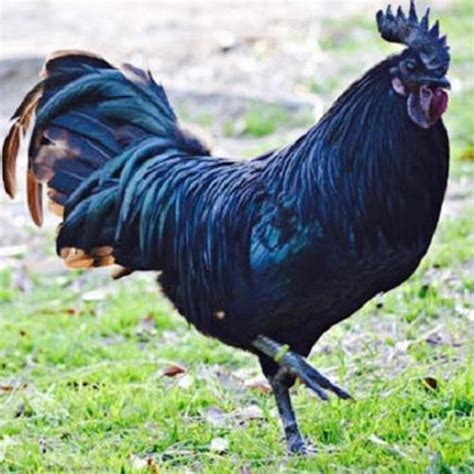 Kadaknath Small Cock Kadaknath Hen Black Meat Chicken Kali Masi