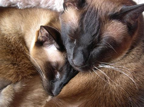 Snuggling Is The Best Way To Snooze Siamese Cats