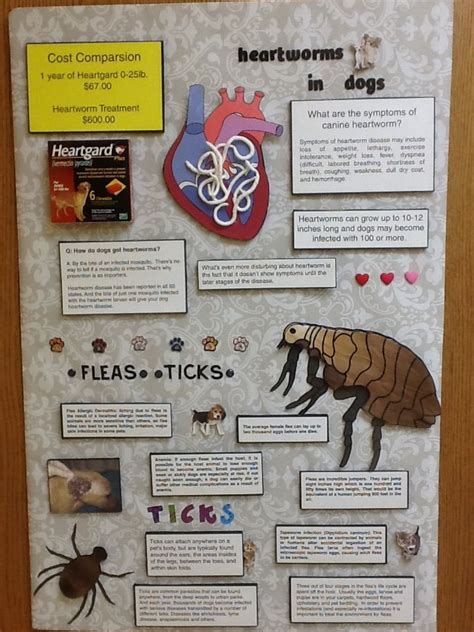 Newest Educational Board Done By Julie On Fleas Ticks And Heartworm