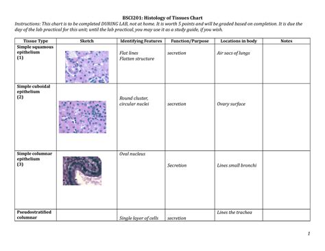 Histology Of Tissues Chart 2 Instructions This Chart Is To Be