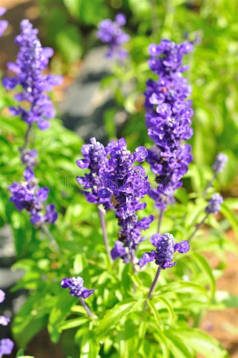 Beautiful Purple Flower Stock Image Image Of Feeling 48494303