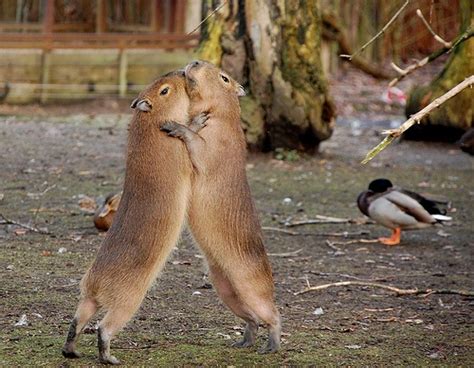 Pin On Capybara