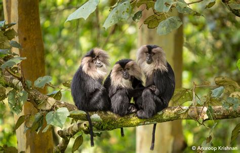 The Rediscovery Of Lion Tailed Macaques In Karnataka Centre For