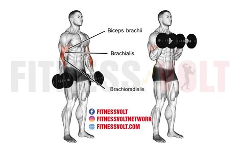 Dumbbell Reverse Curl Biceps Brachialis And Brachioradialis